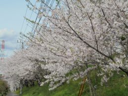 桜NO2