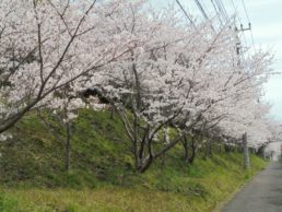 桜NO1